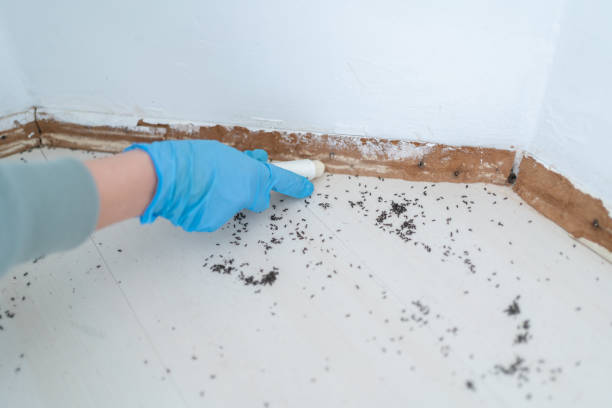 Best Insect Control  in Sierra Vista, AZ